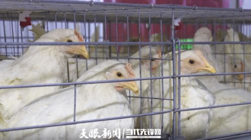 百個故事曬百物 好山好水育好雞產(chǎn)好蛋