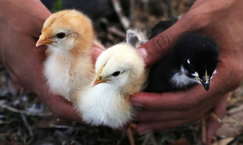 美國最大肉類加工廠暴發(fā)禽流感，24萬只家禽感染引發(fā)行業(yè)關(guān)注