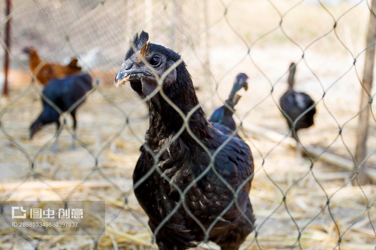 黑雞 珍貴家禽的營養(yǎng)與文化價值