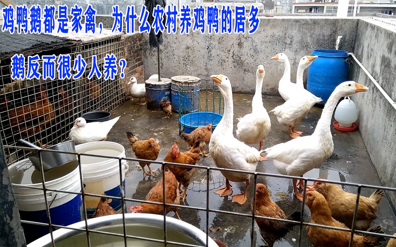 雞鴨鵝同為家禽，為何農(nóng)村養(yǎng)雞鴨多而養(yǎng)鵝少？