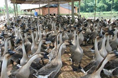 江門特產(chǎn)不止有陳皮，還有豐富的家畜養(yǎng)殖產(chǎn)業(yè)