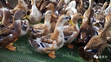 蛋鴨高效養(yǎng)殖管理技術(shù)要點