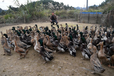 廣西環(huán)江 香鴨養(yǎng)殖拓寬增收路，家畜產(chǎn)業(yè)助力鄉(xiāng)村振興