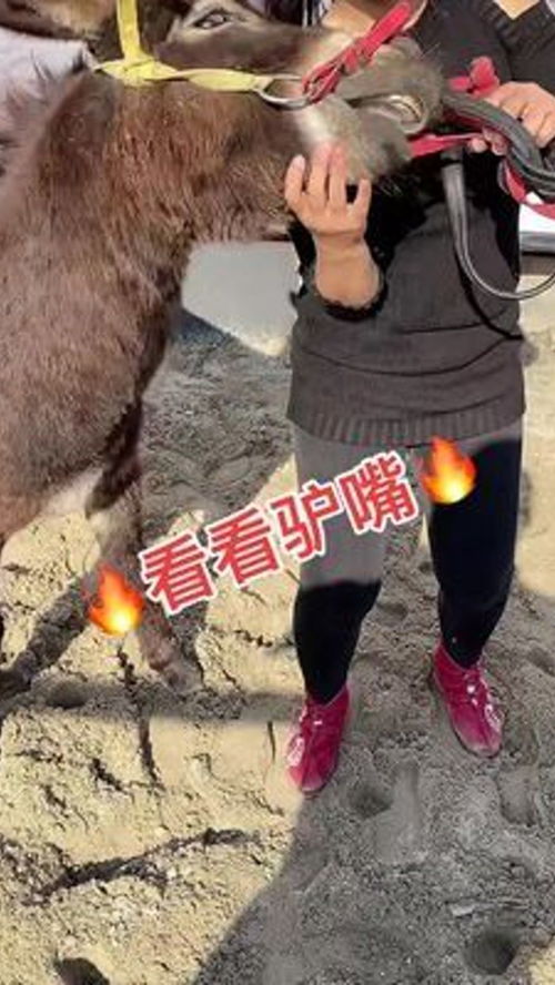 動物隨手拍 農(nóng)村家畜養(yǎng)殖的別樣風(fēng)情