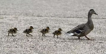 瀘州藍(lán)茂家畜養(yǎng)殖 生態(tài)循環(huán)與現(xiàn)代化管理的典范