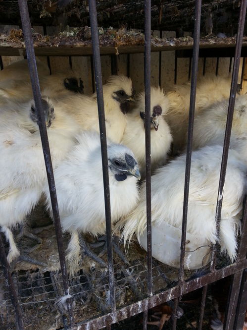 禽流感沖擊下的哈爾濱家禽市場 銷量銳減與行業陣痛